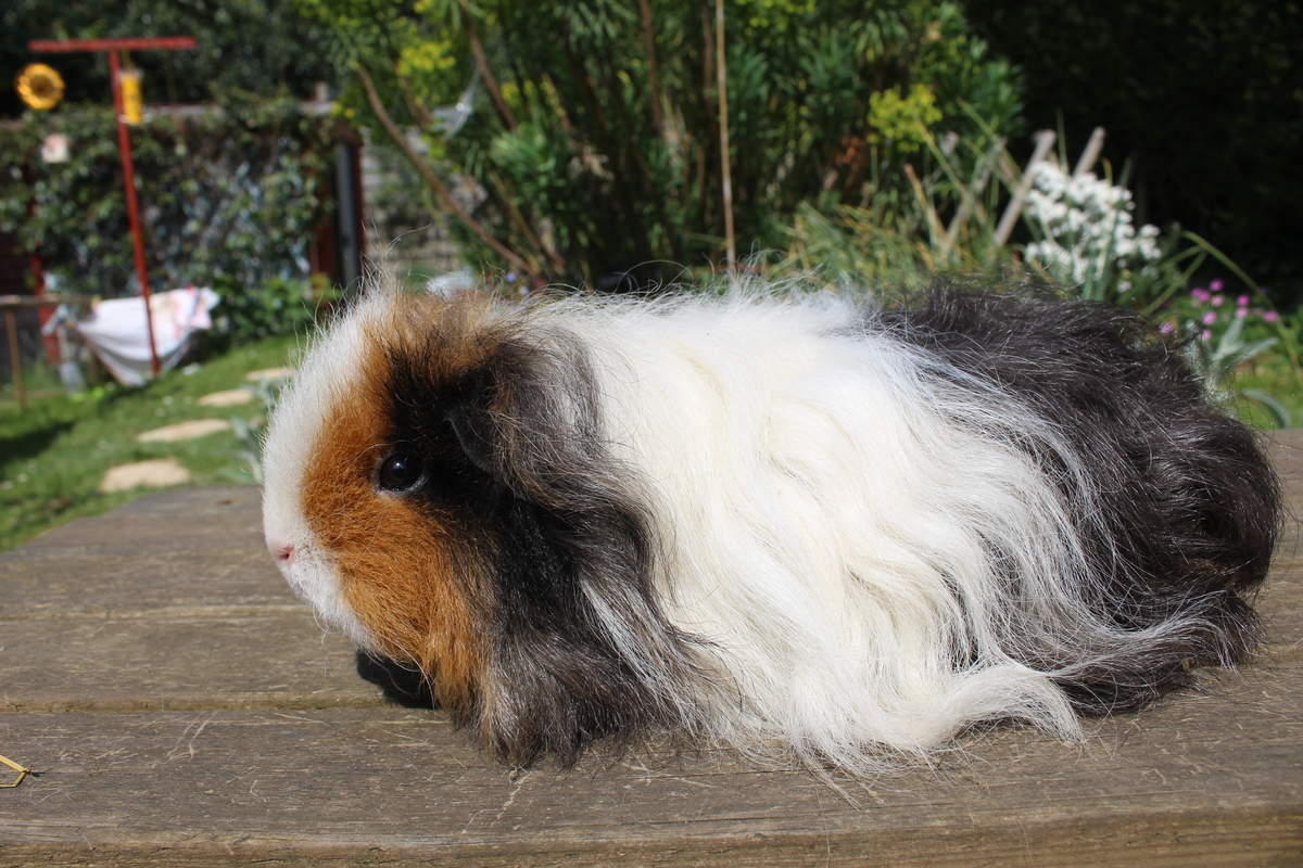 Texel For Sale Cochons d