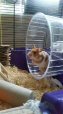 Hamsters syriens