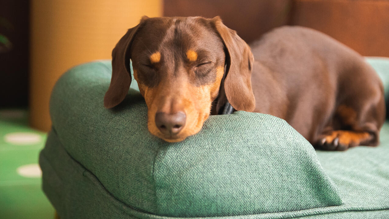 Teckel reposant la tête sur un coussin de lit à traversin vert sauge.