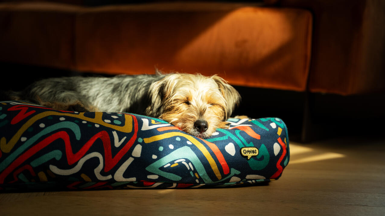 Un chien se reposant sur le coussin du lit pour chien.