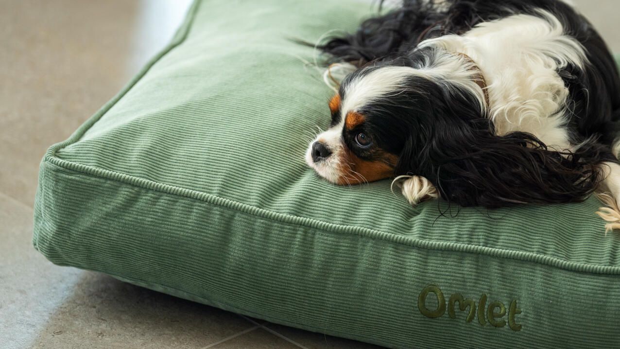 Un chien se reposant sur le coussin du lit pour chien.