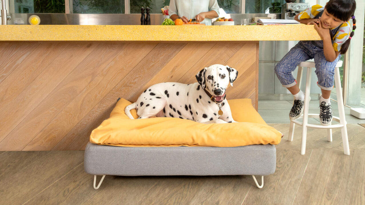 Dalmatien sur un lit pour chien Topology avec un pouf jaune dans une cuisine moderne