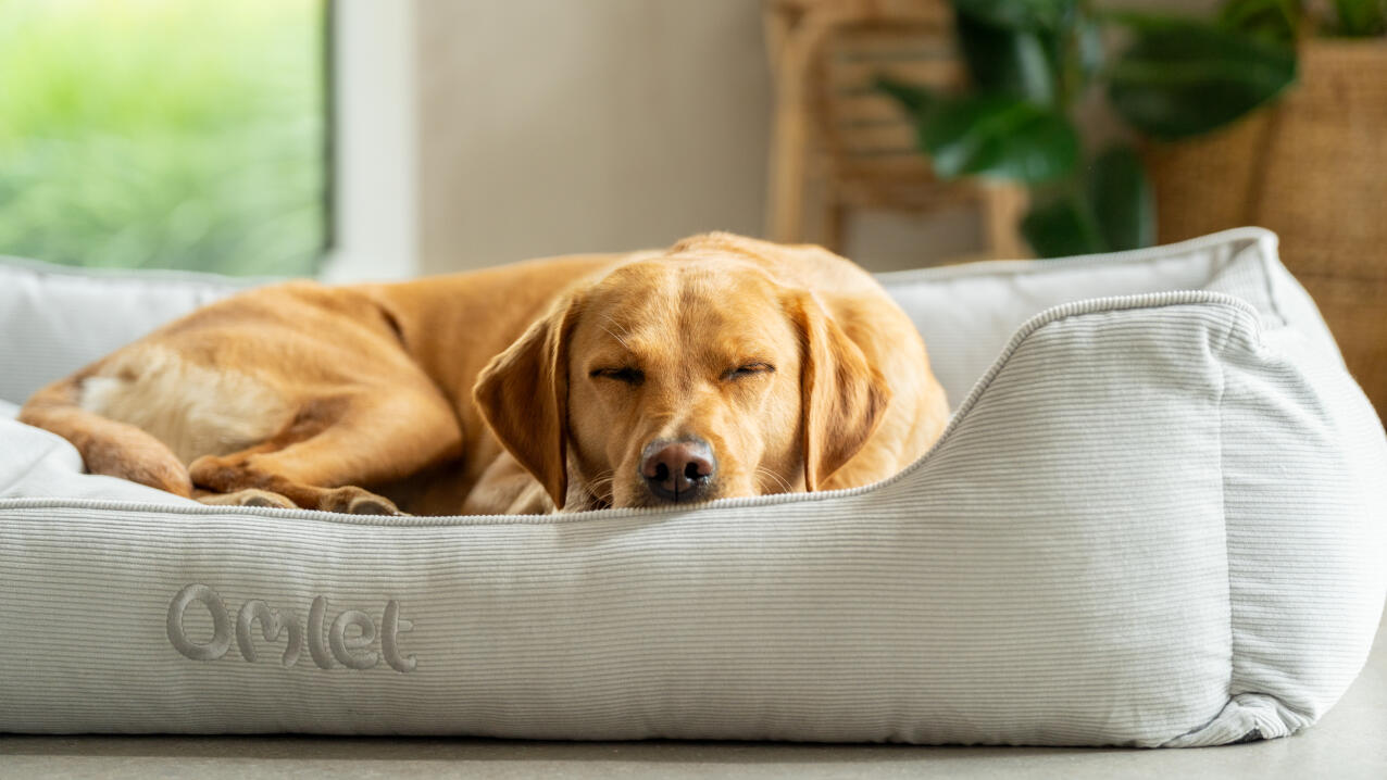 Retriever dormant dans un lit nid douillet en tissu cordé