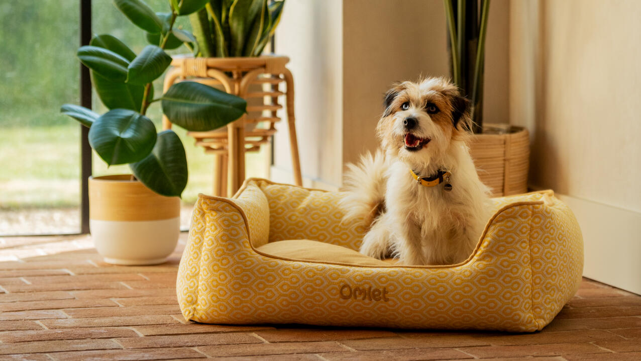 Terrier débraillé assis dans un lit nid jaune