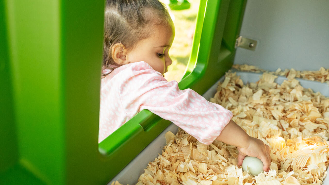 Un enfant ramasse des œufs à l'intérieur du poulailler Eglu Cube 