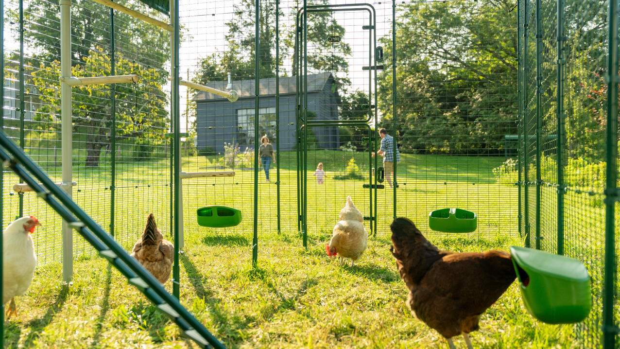 Des poulets dans un enclos avec des manGeoires et des perchoirs, avec une famille jouant en arrière-plan.