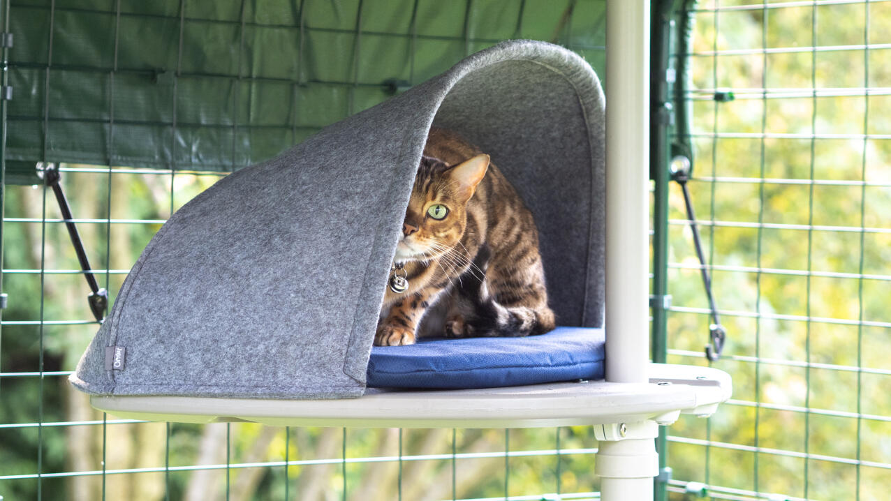 Un chat se repose dans la plate-forme attachée à l'arbre à chat extérieur Freestyle 
