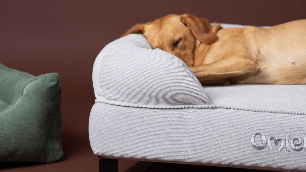 Gros plan d'un labrador dormant sur un lit de chien en velours côtelé.