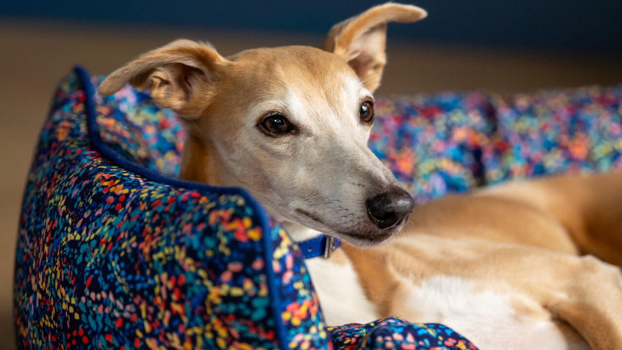 Whippet couché dans un nid à motifs néon