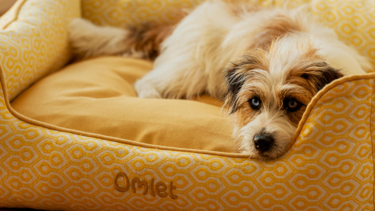 Terrier débraillé couché dans un nid jaune