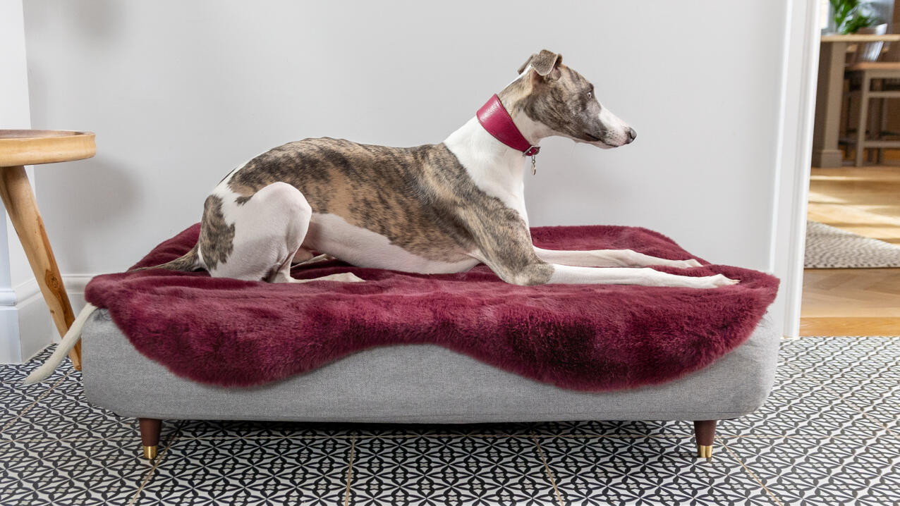Lévrier sur un lit pour chien Topology avec un surmatelas en peau de mouton violet