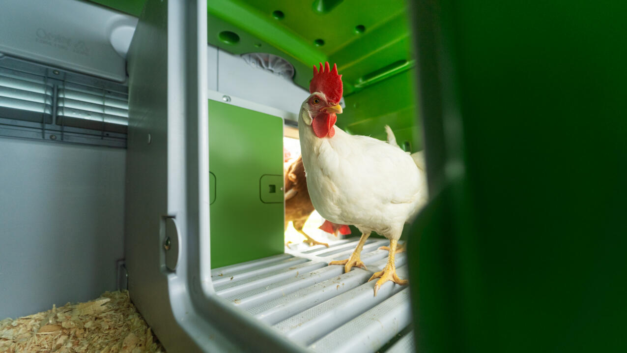 Poulet blanc intérieur et Eglu Cube poulailler