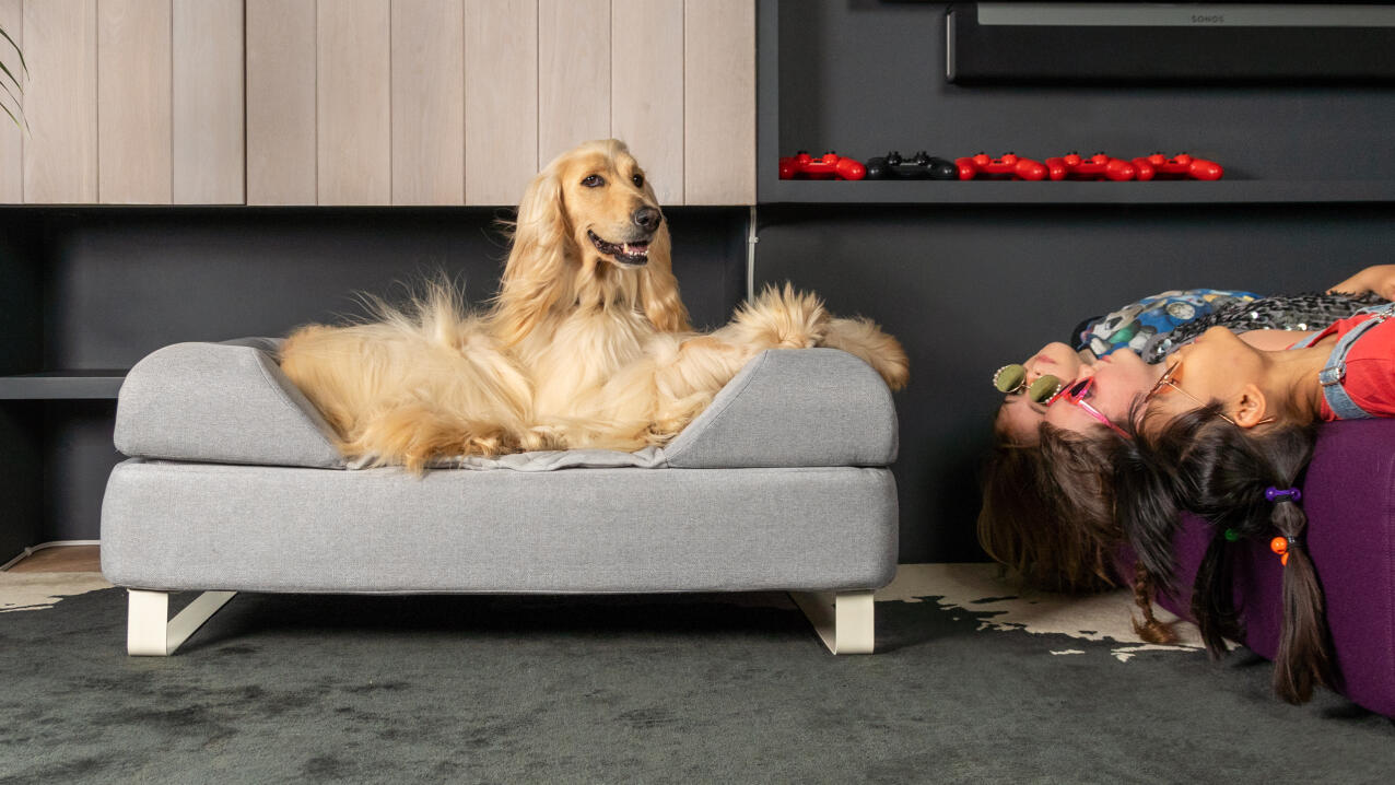 Chien afghan sur un lit pour chien gris Topology avec traversin