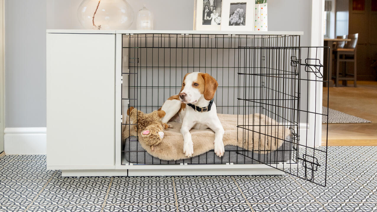 Un beagle couché sur un lit pour chien Topology dans une cage