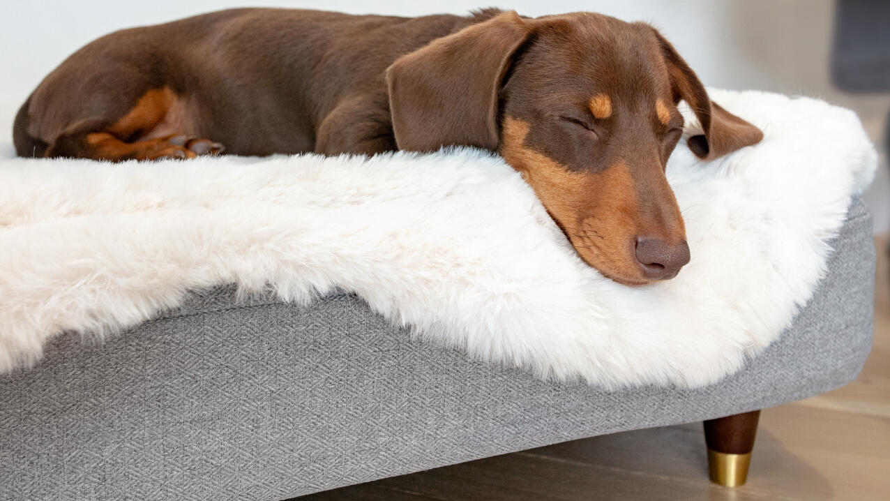 Chien saucisse couché sur un lit Topology avec un surmatelas en peau de mouton blanche