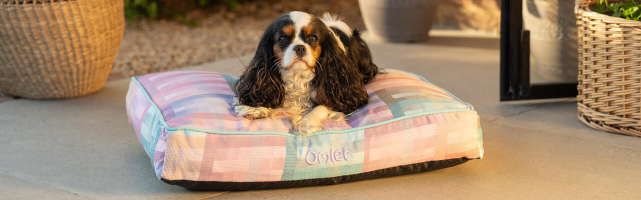 épagneul assis sur un petit coussin pour chien en imprimé prism kaléidoscope - fait partie de la collection gardenia de Omlet.