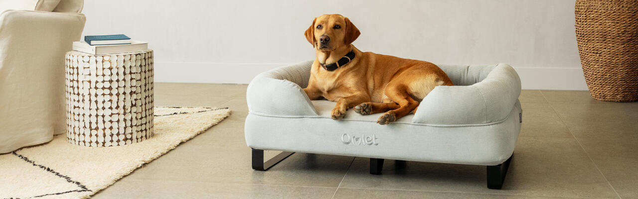 Le labrador retriever est assis sur un lit à traversin pour chien avec une couverture en velours côtelé et des pieds en rail noir.