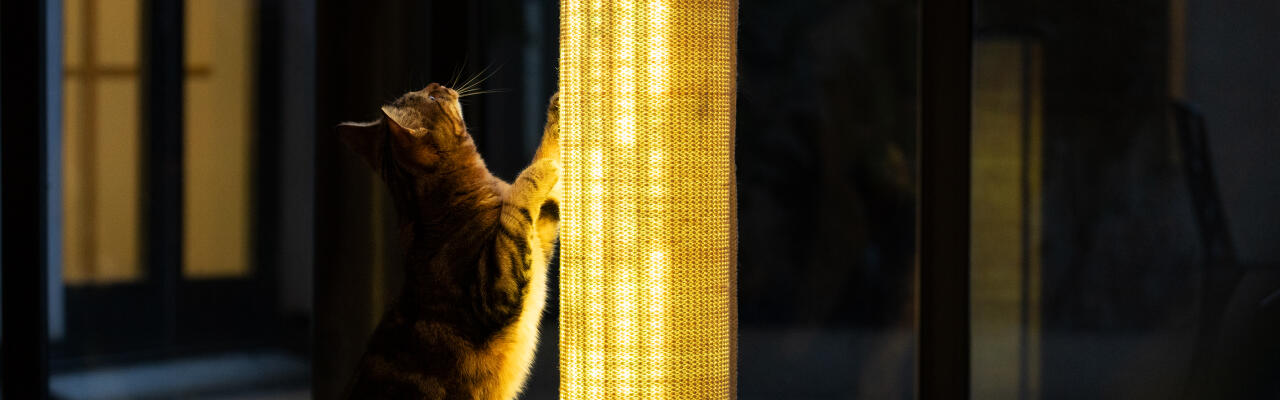 Switch griffoir lumineux en sisal durable pour chat
