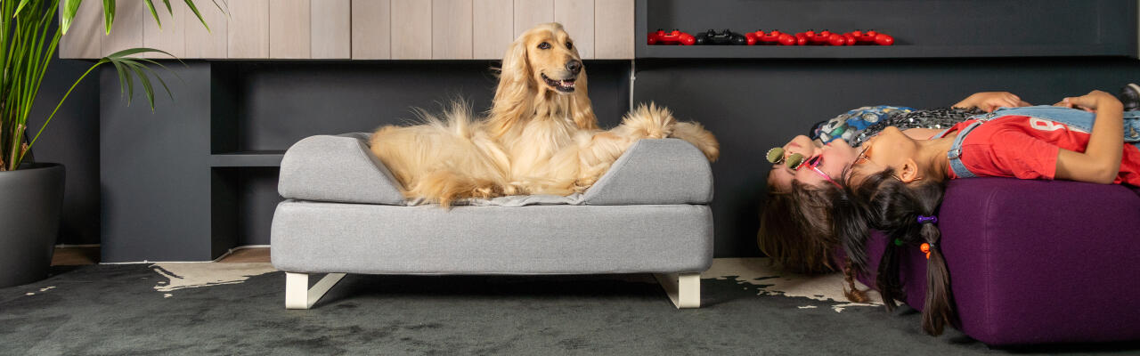 Lévrier afghan assis sur le lit pour chien en mousse à mémoire de forme Topology avec surmatelas personnalisable et pieds en rail blanc, et filles couchées à l'envers sur le canapé à côté d'elles.