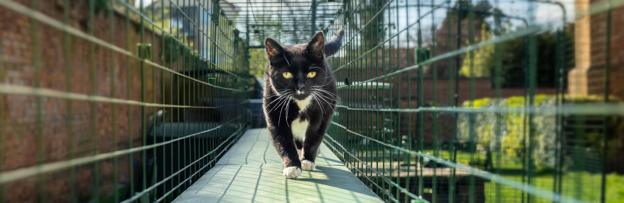 Un chat qui se promène dans le tunnel du catio extérieur.