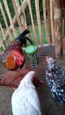 Des poulets rassemblés autour d'un support de friandises Caddi 