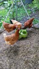 4 poulets heureux, tous capables de se nourrir sans se chamailler - esme aggie mags et gythia 