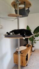 Un chat se reposant sur la plateforme de son arbre à chat d'intérieur