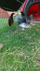 Des poules noires, blanches et orange dans un parcours pour animaux avec un poulailler attaché Classic 