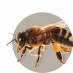 Guide sur l'apiculture