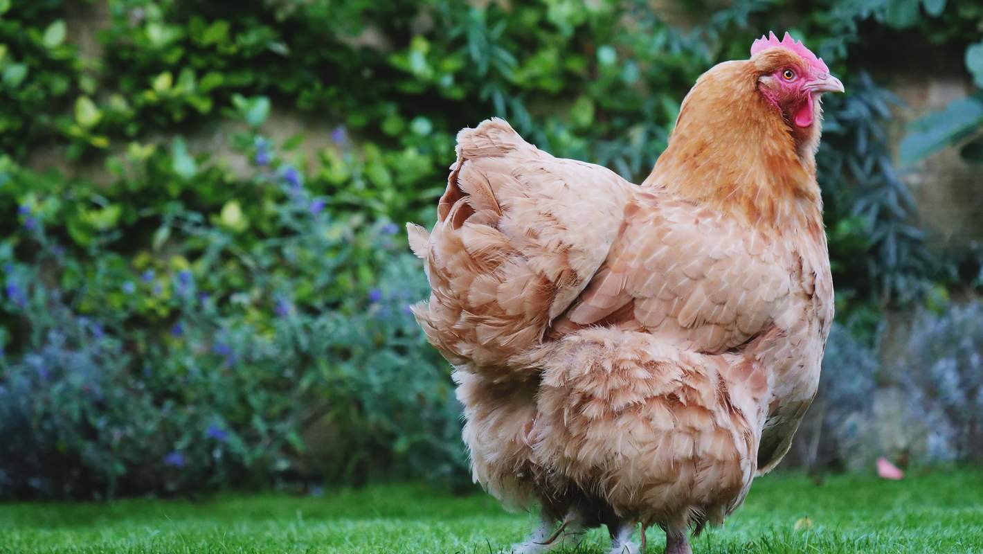 à Quelle Hauteur Vole Une Poule Rousse