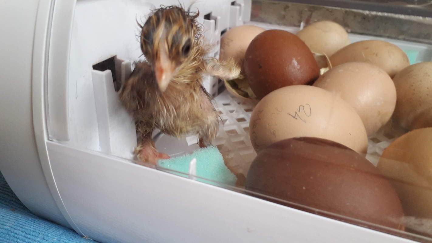 Specialiste De L'incubation Des Oeufs De Poules