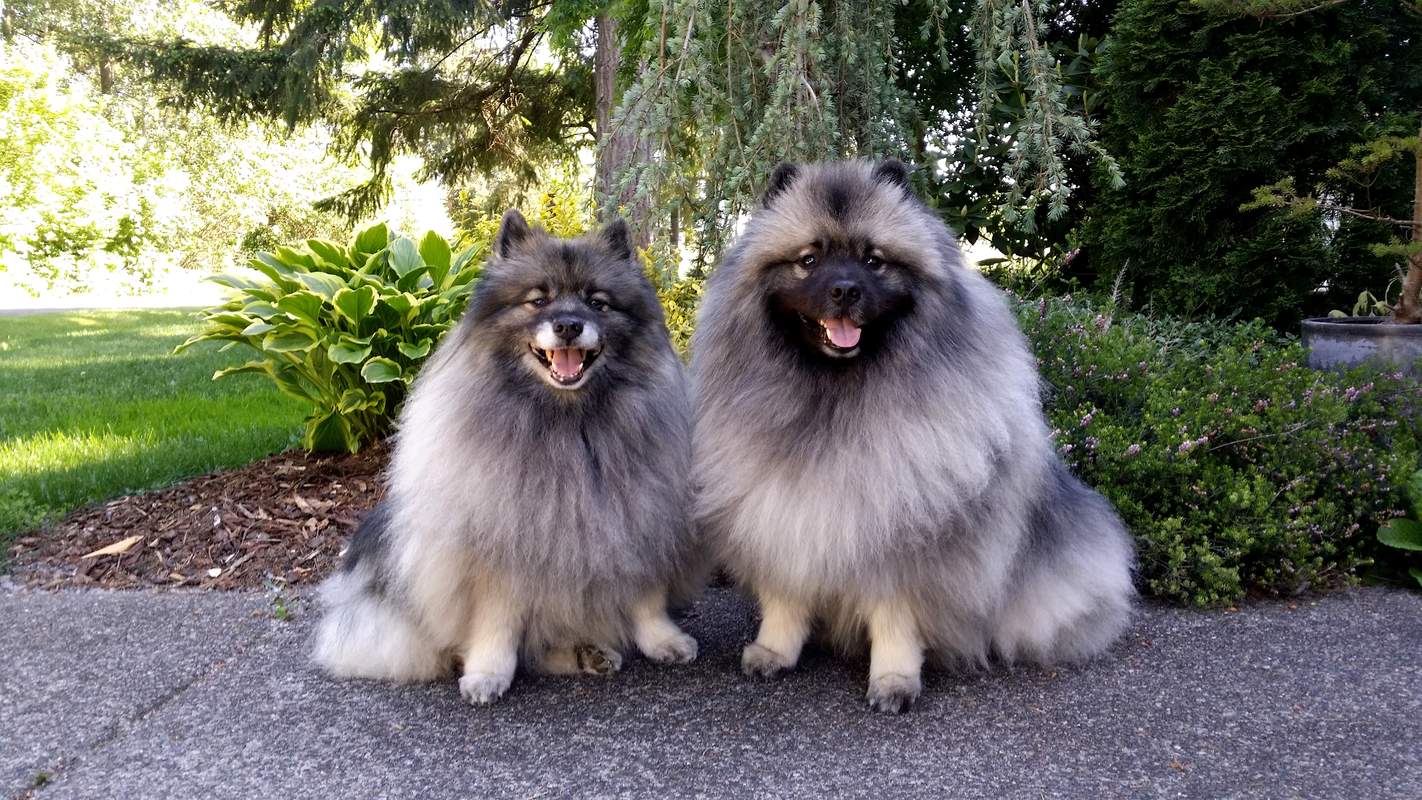 Spitz Loup Chiens Informations Sur Les Races Omlet Spitz Loup Chiens Informations Sur Les Races Omlet