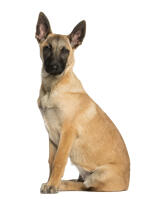 Malinois