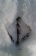 L'empreinte d'un poulet dans le Snow