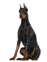 Dobermann