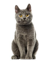 Chartreux