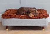 Teckel dormant sur Topology lit pour chien avec surmatelas en microfibres et pieds en bois recouverts de laiton
