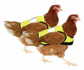 Vestes de poulet à haute visibilité jaune