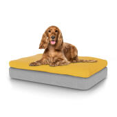 Chien assis sur un lit pour chien de taille moyenne Topology avec sac de haricots sur le dessus.