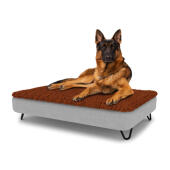 Chien assis sur un grand lit pour chien Topology avec surmatelas en microfibre et pieds en épingle à cheveux en métal noir