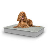 Chien assis sur un lit pour chien de taille moyenne Topology avec surmatelas matelassé