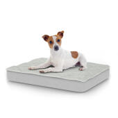 Chien assis sur un petit lit pour chien Topology avec dessus matelassé