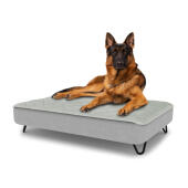 Chien assis sur un grand lit pour chien Topology avec un dessus matelassé et des pieds en épingle à cheveux en métal noir.