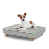 Chien assis sur un petit lit pour chien Topology avec surmatelas et pieds ronds en bois