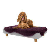 Cocker dans le lit pour chien moyen Topology 