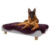 Berger allemand dans le grand lit pour chien Topology 