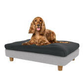 Cocker dans le lit pour chien moyen Topology 