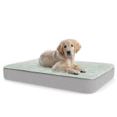 Un chiot se reposant sur le grand lit pour chiot Topology 