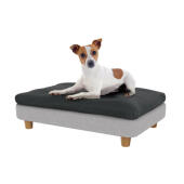 Jack russell dans le petit lit pour chien Topology 