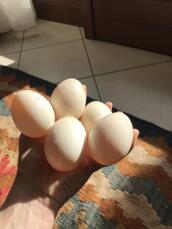 5 œufs tenus en main